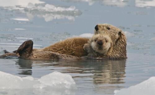 Playful sea otters in Prince William Sound, Alaska