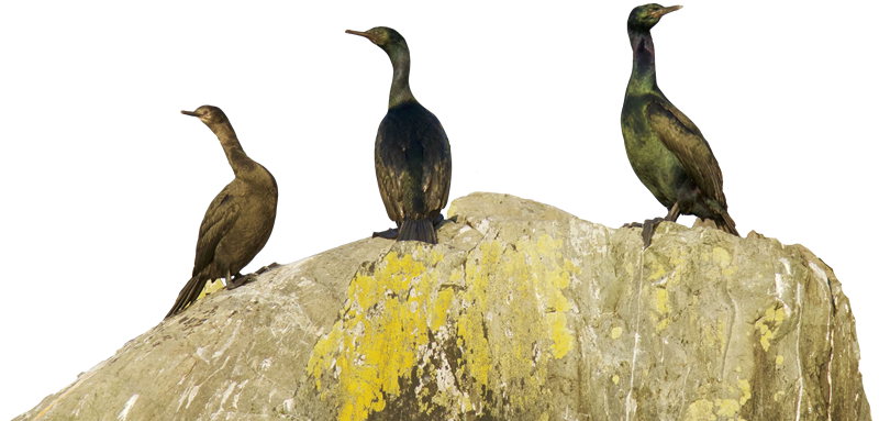 Cormorants-alaska alaska-birds