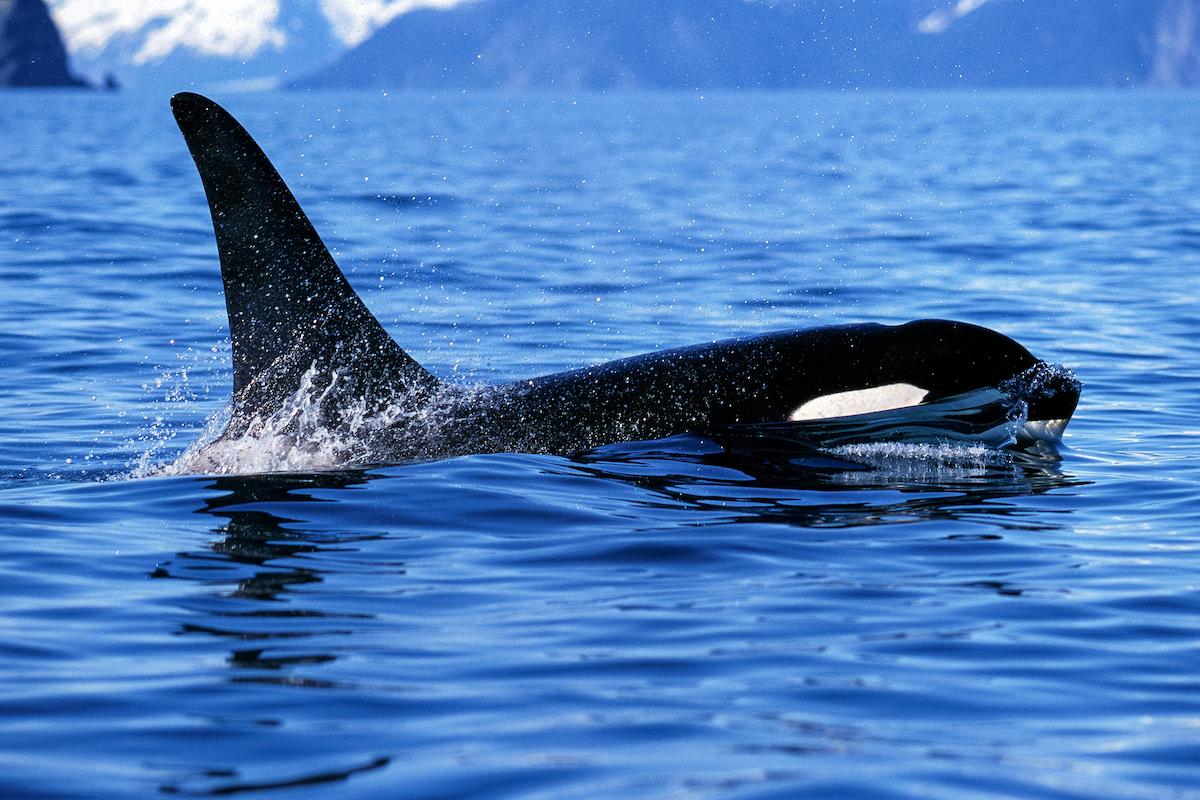 Wildlife Species You Can See on an Alaska Cruise Alaskan cruise wildlife like this Orca
