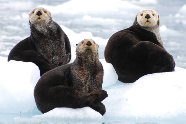 alaska-sea-otters alaska-sea-otters