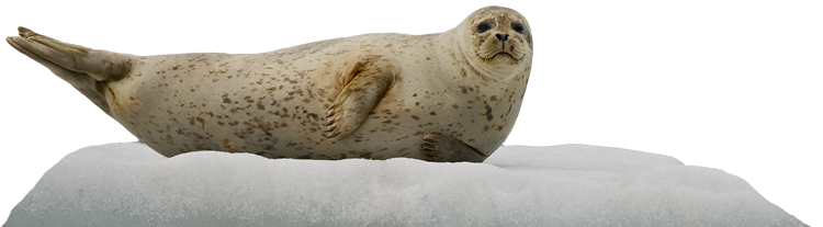 ice-seal-alaska ice-seal-alaska