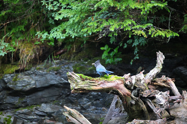 whittier-forest alaska-wildlife